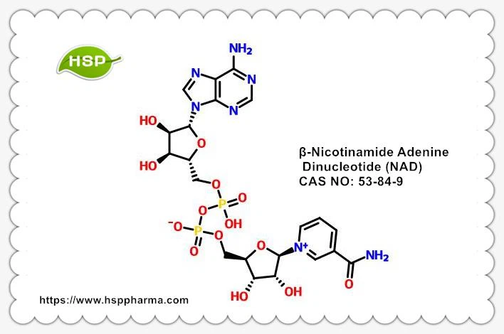 Β-Nikotinamide Adenine Dinucleotide NAD CAS 53-84-9